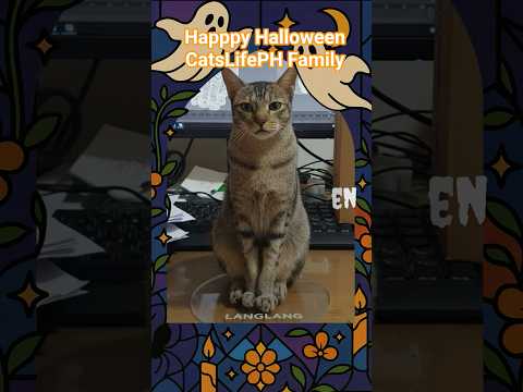 Happy Halloween Everyone 🎃 #catslifeph #cat #adoptstrays #halloween
