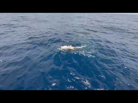 Record Yellowedge Grouper Caught in Louisiana