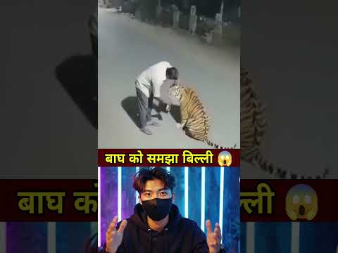 बाघ को बिल्ली समझकर #shorts #ytshorts #news #latestnews