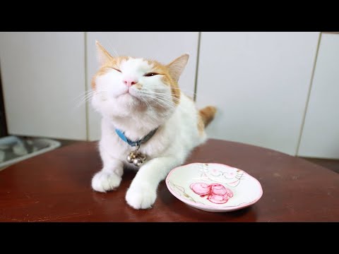 猫の動画サムネイル - ちゃぶ台の上の二十日大根　250605