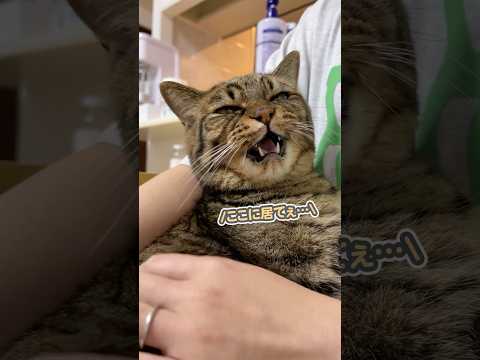 「ずっとここに居させてぇ…」と、つぶらな瞳でお願いする甘えん坊な猫