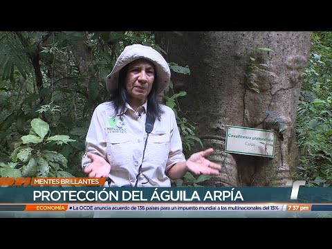 Mentes Brillantes: Karla Aparicio, bióloga que promueve la conservación del Águila Harpía
