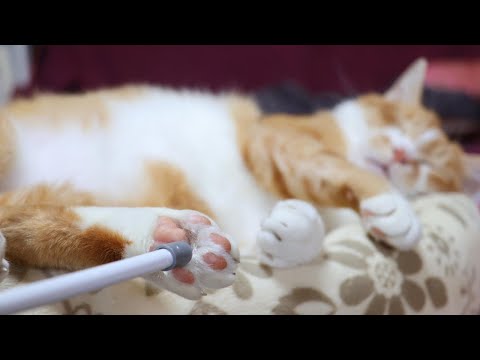猫の動画サムネイル - ぼー肉球こちょこちょ　250705