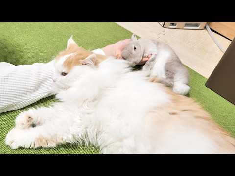 飼い主の腕枕に集まっておひる寝するうさぎと猫が子どもたち過ぎる