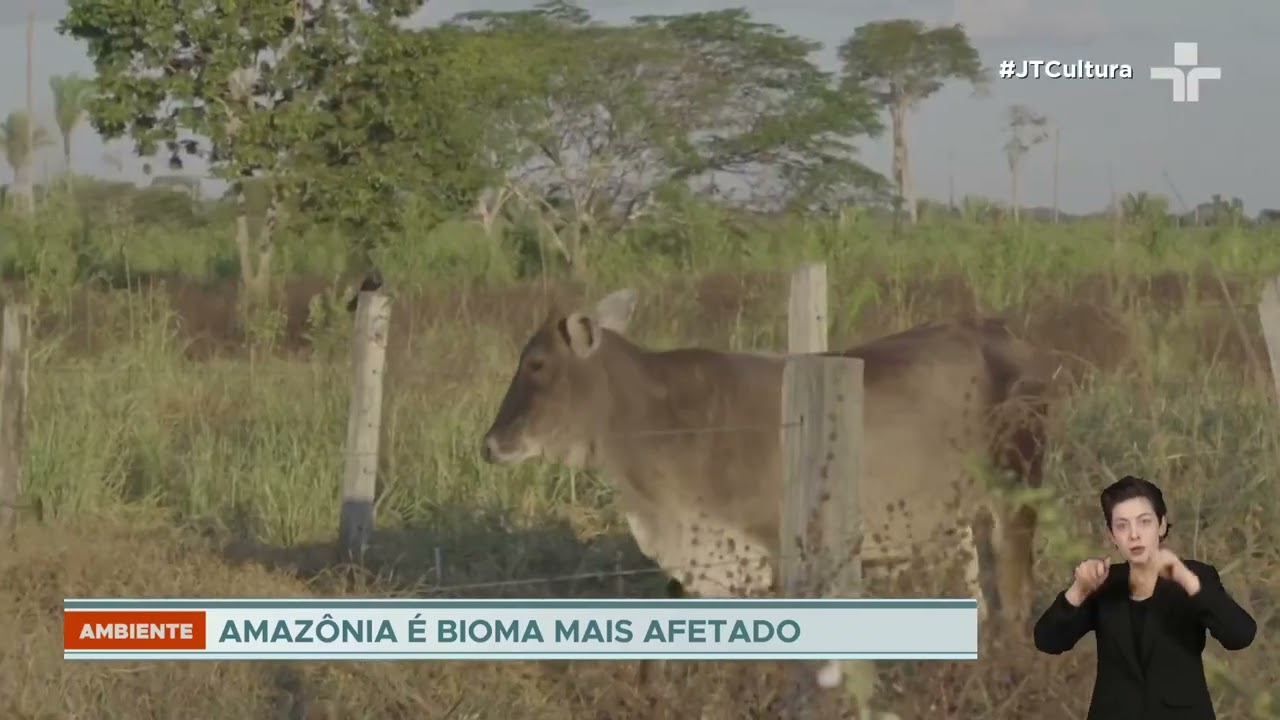Desmatamento e degradação ameaçam ecossistemas e clima no Brasil