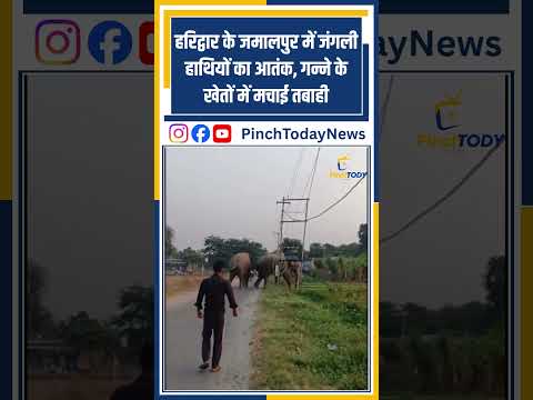 हरिद्वार के जमालपुर में जंगली हाथियों का आतंक, गन्ने के खेतों में मचाई तबाही #pinchtoday #news