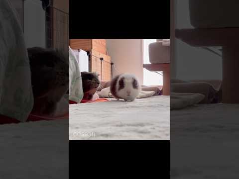 【くる年】来てくれるモルモット