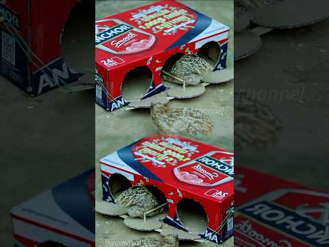 Crafting quail bird trap using cardboard #shorts #diy #birds #trap #craft