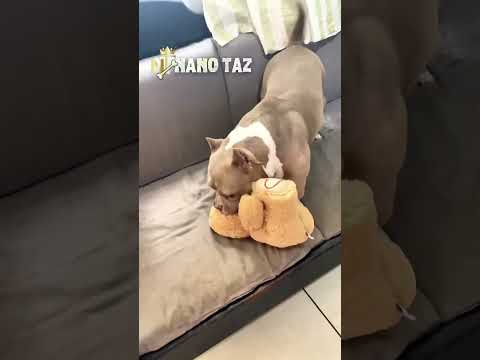 Olha o que ele fez com o presente! 😅😂😂 #pets #cachorrosdivertidos  #cachorros  #cachorros