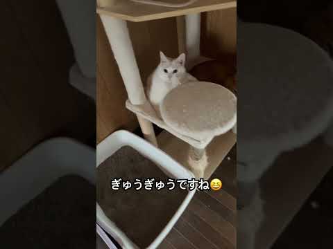 すずがいないのは寂しいけど、やっぱり仲良し家族です#白猫一家#猫多頭飼い#茶トラ