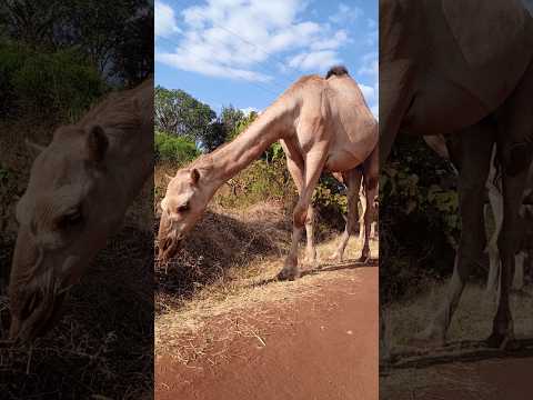 Camel feeding, Tanzania, Africa.