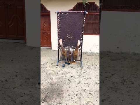 #জেলখানাতে_যাইয়া_দেখি_পুলিশ_পাগল #mk_joy_new_song