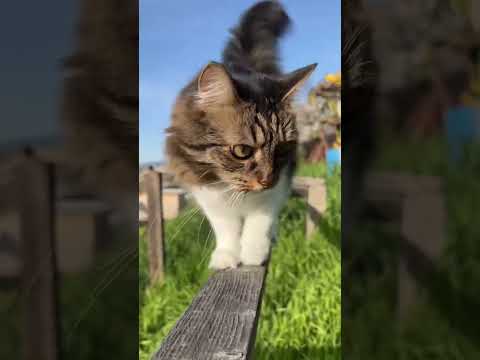 Go on a Backyard Adventure with Rosie, Lilo, & Infinity