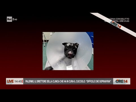 Parla il direttore della clinica che ha in cura il pitbull, bruciato vivo - Ore 14 del 11/01/2024