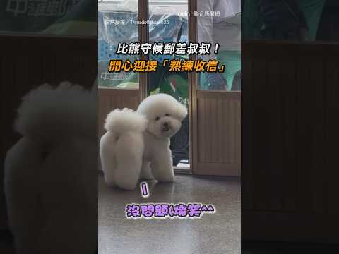 【會收信的棉花糖】比熊守候郵差叔叔！ 開心迎接「熟練收信」｜比熊｜郵差｜寵物｜信