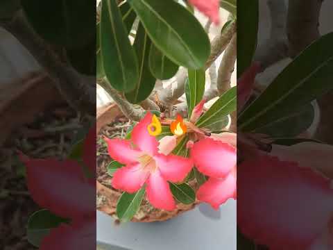 🙏🔥 Well watered Desert#Rose 💞📈