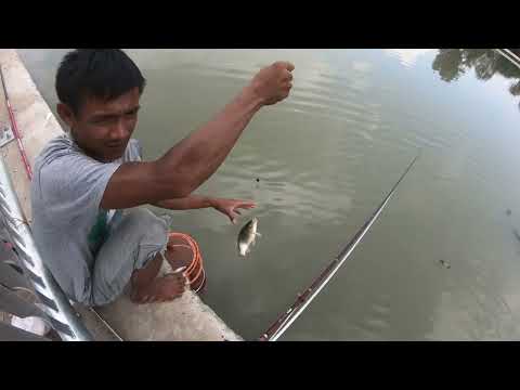 24 giờ đi câu cá sông Đồng Nai. Và điểm câu cá rất đẹp ở cầu hiệp hòa. @chautientv