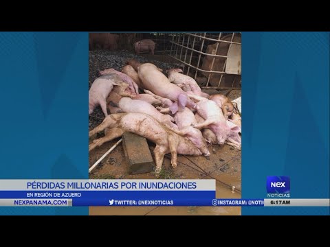 Porcinocultores reportan millonarias pérdidas por inundaciones en la región de Azuero
