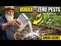 Two Spoons of Borax Eliminate ANY Garden Pest Forever — The Trick They Tried to Bury