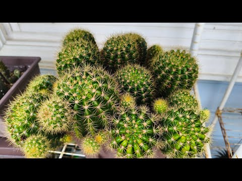 พาชมดอกไม้หลายชนิดที่ปลูกไว้สวยงามมากค่ะ🌷🪴🌿