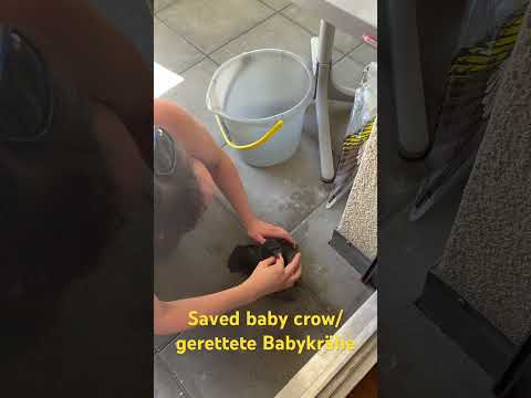 #crow #saved #krähe #gerettet #vogel #bird