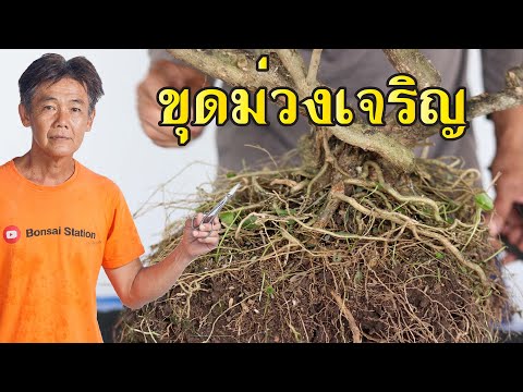 ขุดม่วงเจริญใบกลางทรงแปลก[Wo