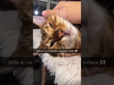 Instagram : voltaire le roi j’attends vos chats