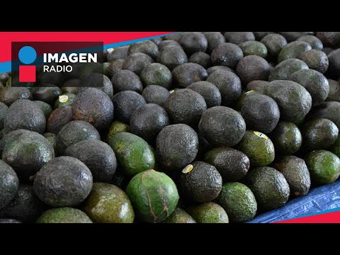 Se reanuda exportación de aguacate y mango a Estados Unidos