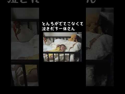 なぜか寝ながら頭をなでなでしている赤さん　#shorts  #スー　#生後2ヶ月