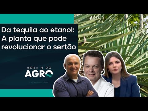 Planta da tequila pode mudar o agronegócio; entenda! | HORA H DO AGRO