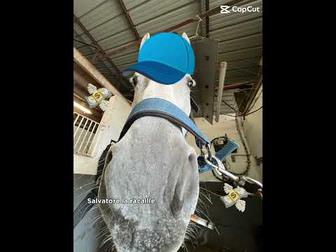 Wesh la famille #horse #horsetraining