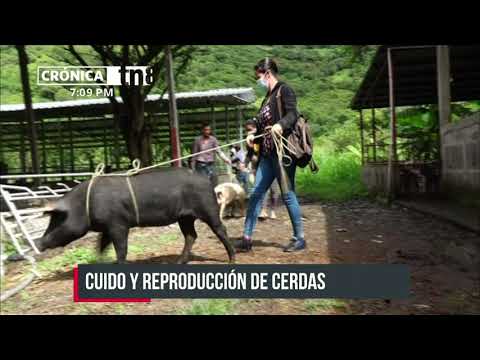 Cerdas reproductoras se entregan a familias de La Trinidad, Estelí - Nicaragua