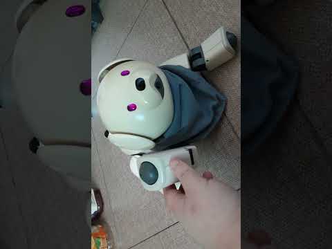 How about my Aibo scarf?