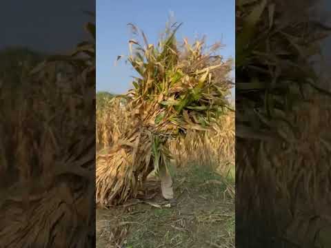 Khat #motivation #comedy #best #sojatbakra #sojatfemale #heavyest