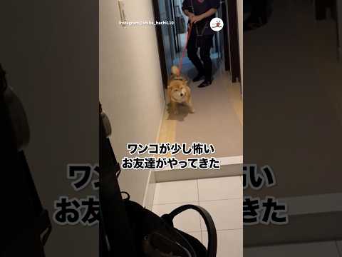 猫の動画サムネイル - 飼い主さんの神配慮✨｜PECO