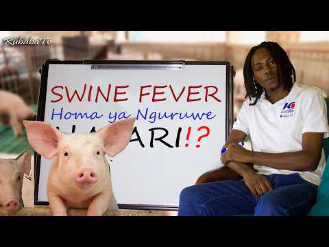 Homa ya Nguruwe (Swine Fever): Ugonjwa Hatari Usio na Tiba wala Chanjo