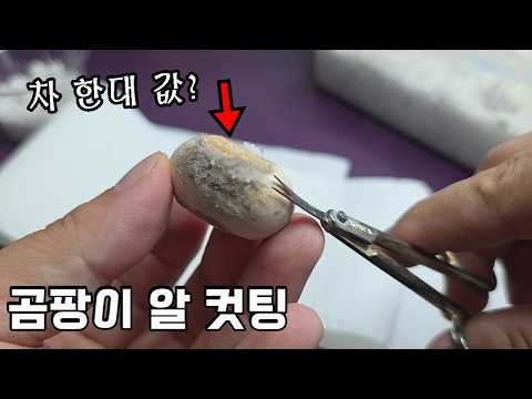 곰팡이 알 컷팅 했는데...알고보니 <strong>차</strong> 한대 값 입니다..<strong>ㄷㄷ</strong>