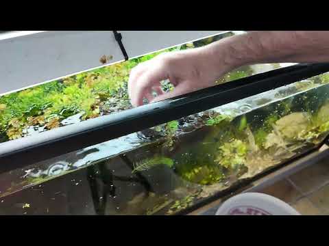 200 Liter Caridina Cull Tank - Tank 16 📘 Neocaridina for Dummies
https_//payhip.com/b/WgSpi

📘 Caridina for Dummies
https_//payhip.co