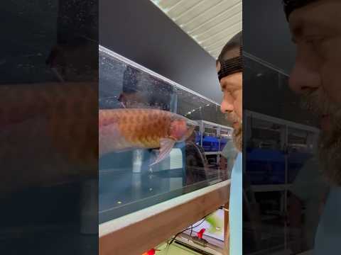 Top Asian Arowana Farm #aquarium #arowana #asianar 