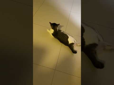 Cats day 18 Oct 2025 #cats #catlover #tombamlucky #fypsg #sgcats