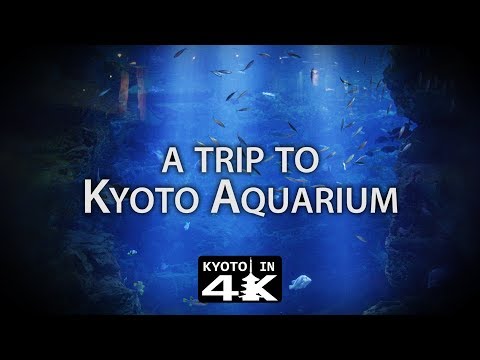 Things to Do: Kyoto Aquarium [4K]