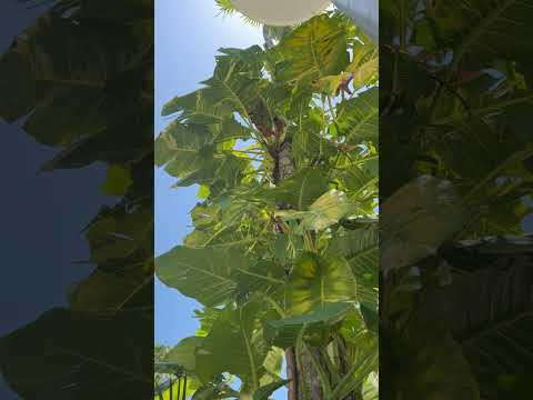 If only plants grew like this indoors Miami 
