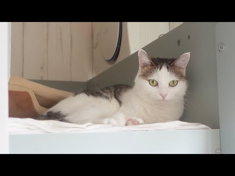 はなとみりの様子。-Recent state of Hana&Miri.-