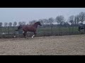花样骑术马匹 3 jarig sport paard van KJENTO