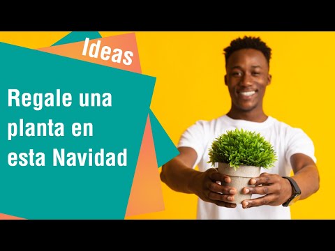 Regale una planta en esta Navidad | Ideas