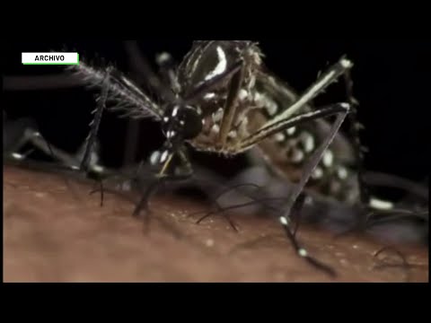 Zancudos con Wolbachia protegen del dengue  - Teleantioquia Noticias