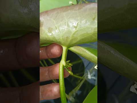 Water lily leaf grows baby plants! 😱🌱.#waterlily #propagation #amazingfacts #natureshorts