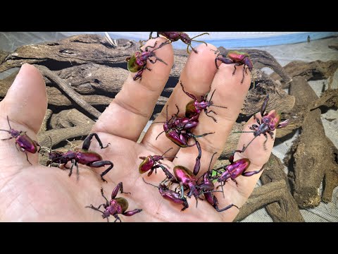 河原の木の枝から大量の外来昆虫が出てきました