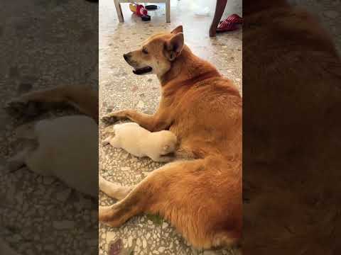 🐶 Puppy Diary · Eating 💕She’s trying so hard 🐾#newborn #puppy #cute #dog