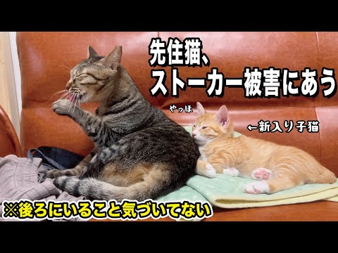 臆病な先住猫がなぜか子猫たちに懐かれストーカーされています